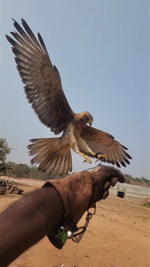 white eyed buzzard flying to glove from long distance #birds #whiteeyebuzzard #buzzard #falconry