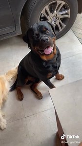 3.2K views · 642 reactions | Best buddies! | I Love My Rottweiler | Facebook