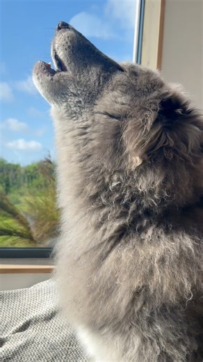 Happy Howling Thursday from two musical blue wolfdogs 💙 #bluewolf #bluewolfdog #wolf #wolves #wolfdog #fenrir #wolfhowl #wolveshowling | Anneka Svenska