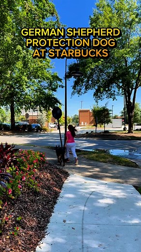 121K views · 2.2K reactions | A Venti Blonde Vanilla Latte with an extra shot of protection dog for some security anyone? Trained for 1000s of scenarios for your peace of mind. Vanguardprotectiondogs.com #guarddog #protectiondog #germanshepherd #dogtraining #socialization | El Dorado Executive K9 | Facebook