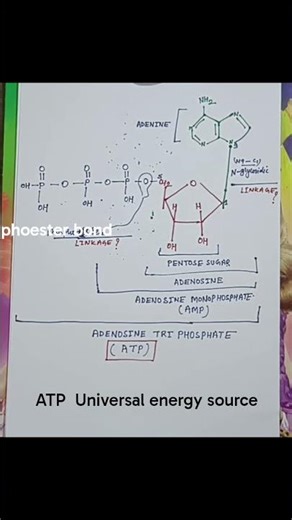 ADENOSINE TRIPHOSPHATE ATP