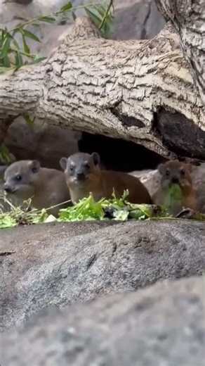 Rock Hyrax Pups Eating Greens