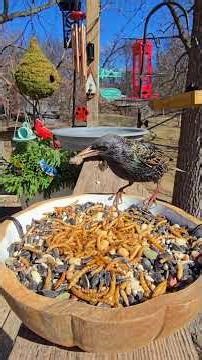 We finally made it to spring! #birds #birdwatching #birdcam #nature #wildlife #asmr