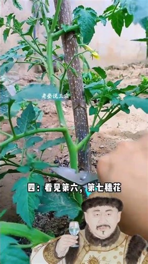 Ultimate Guide to Tomato Farming Success - From Seed to Harvest