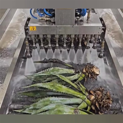 The Journey of Agave: From Plant to Luxurious Wigs