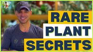 Want to add some exotic beauty to your indoor space? Learn the secrets to growing rare and unusual houseplants that will make your friends green with envy! From fussy fertilization to precise pruning, we'll dive into the expert tips and tricks to help you cultivate a thriving collection of hard-to-find plants. Whether you're a seasoned plant parent or just starting out, this video will give you the confidence to take your plant game to the next level. So, get ready to uncover the secrets to grow