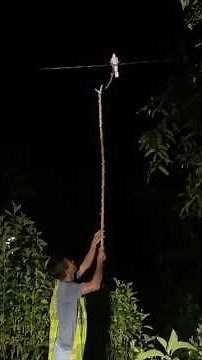 catch birds using wood #trendingshorts #birdsanimals #cuteanimals #amazing #funny #explore