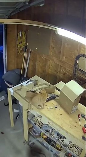 Security Cam: Screwdriver Surprise — What’s Inside the Garden Gnome?