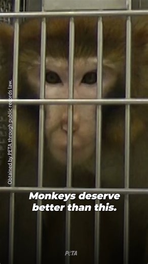 Monkeys are being TORTURED in this University of Washington laboratory, funded by the U.S. government. 𝘚𝘦𝘯𝘵𝘪𝘦𝘯𝘵, premiering at the Sundance Film Festival Film Festival tonight, is exposing primate experimentation. The new ground-breaking documentary features PETA’s primate scientist, Dr. Lisa Jones-Engel, and her journey from the UW Primate Center to leading animal advocate. Join her and PETA and take action now: https://www.peta.vg/45xk | PETA (People for the Ethical Treatment of Animal