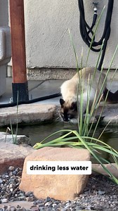 1.6K views · 17K reactions | Cat parents are going CRAZY over this! ...