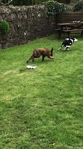 52K views · 977 reactions | Such a lovely update from one of the st bernard mix pups enjoying life with her new buddy <3 | Paws and People | Facebook