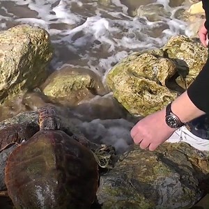 1.4M views · 169 reactions | It was so sad to see the turtle that way via Jukin Media | Marlon Berry | Facebook