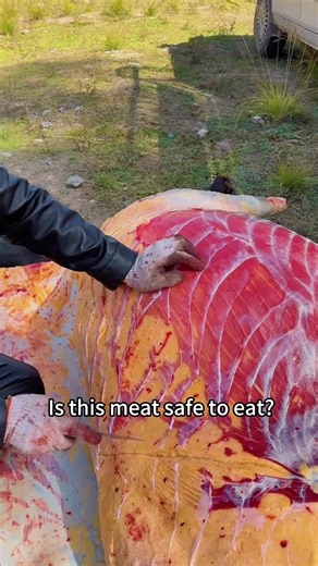 Is this meat safe to eat!#science #popular #usa #meat | meat tok