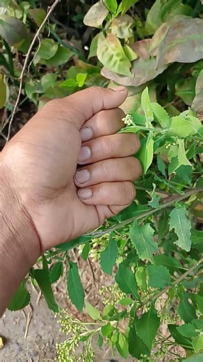 sunaina piyeda #reels #shorts #vairal video