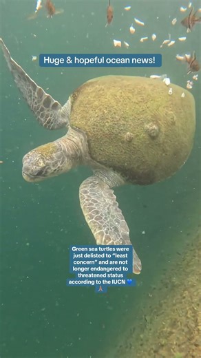 Ocean Breakthroughs Unveiled 🌊 Discover the Big News #OceanConservation #GameChanger