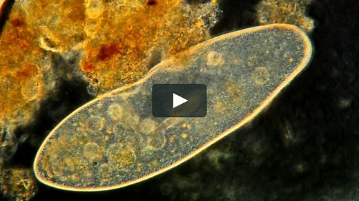 Introduction to the Protists