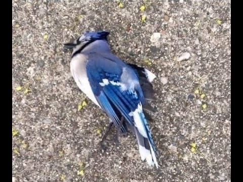 【文山十講】微分計算冠軍篇 45分30秒詳細精講，恩睿與韋廷用小刀單挑微積分，教授看完直呼夯爆了！｜複合函數的致命陷阱：你真的會用拉格朗日函數嗎？