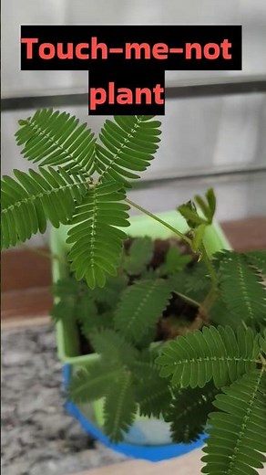 Touch-me-not plant (Mimosa pudica) is a sensitive plant that folds its leaves inward when touched.