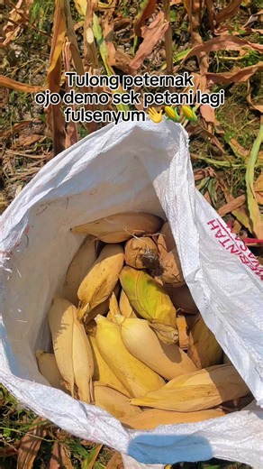 Jagung Sesa: Cara Mengenali dan Memanfaatkan Jagung Sisa Petani