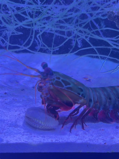 Can Speed Defeat Armor? Mantis Shrimp vs Clam#viralvideo #video #viral #shorts #aquarium #MantisShrimp