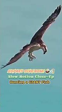 Osprey Dive BOM! 🦅🎣 | Slow Motion Close-Up Hunting a GIANT Fish