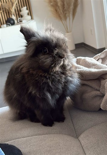 POV: your rabbit loves eating nesquik (I know it's good for his health, but still...) #fyp #rabbits #bunny #rabbitsoftiktok #pet