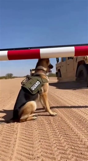 Army dog learning to guard checkpoint #armydogtraining #workingdog #soldierlife #dogtraining