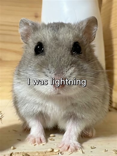 Hamster's Thunder Reaction: A Cute Moment
