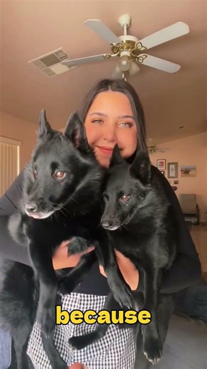 5 Most Underrated Dog Breeds You Need to Know! 🐶✨ #shorts #facts #puppy #dog #pets #dogshorts #breed