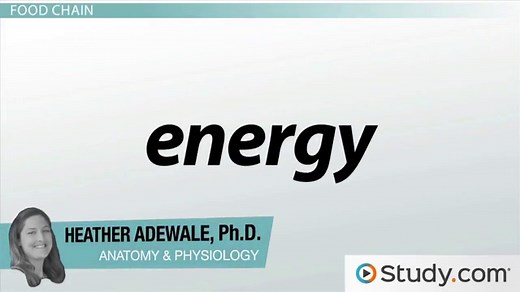 Autotrophs vs. Heterotrophs | Definition & Examples