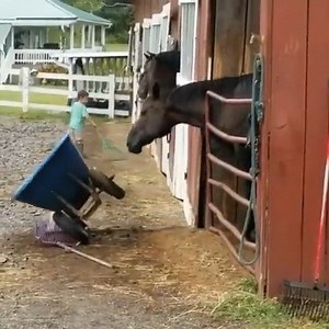 1.1M views · 1.2K reactions | 藍❤️It’s been a tough ‘day at the office’ for the hardworking ‘headgroom’ at Cambridge Farms!!! 藍❤️ Many thanks to @laurenofcambridgefarms for letting us share this sweet video | The Equestrian Notice Board | Facebook