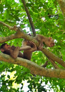 OMG........So Pity Poor Monkey Bravo he C=rying Angry Monkey Baloo....... | Lovely Monkey