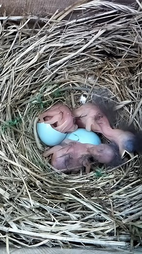 Third Bluebird egg hatches 🐣🥰 #wildlife #birdwatching #nature #nestbox #bird #birds #bluebird #hatching #livecam #nestboxlive | Nest Box Live