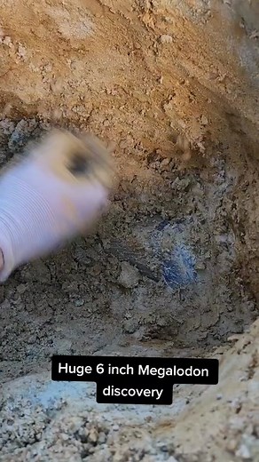 Palmettofossils on TikTok