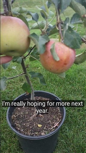 Red Fuji Apples on the Potted Apple Tree Grafted on Crab Apple Seed Started Rootstock, 2nd Year