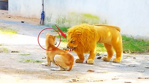 Best & Best Prank Funny Comedy Sleep Dog Vs Fake Tiger real prank Non stop Laugh #Prank #Funny #FakeTiger | Top Generations