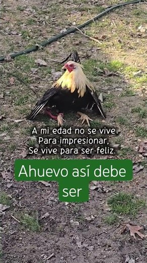 #construction Ahuevo con todo el ánimo #