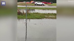 Moment alligator chomps down on race driver's remote control boat