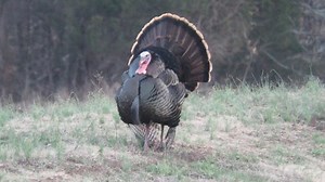 Strutting Illinois Longbeard in Full Display | Wild Turkey Sighting