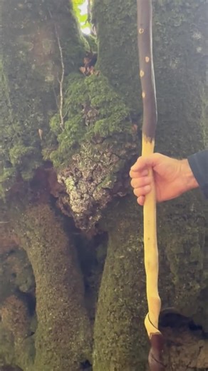 Twisted Wizard Staff made from the strong wood from the Hornbeam tree and finished with organic beeswax oil