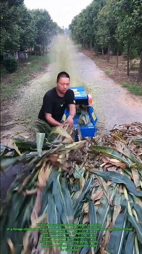 Incredible Speed: High-Efficiency Forage Chopper Making Animal Feed in Seconds