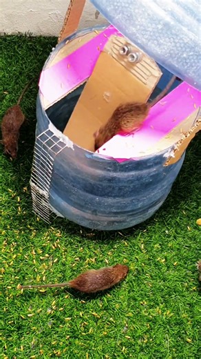 Rat trap Creative mouse trap tips at home #mousetrap #rattrap 9