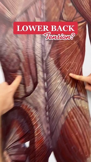 Release your lower back tension with these easy doorway stretch you can try at home 😫😫😬🥺😤🤨 #lowerbackpain #lowerbackpainrelief #lowbackpain #LearnOnTikTok #getadjustednow #NYCchiro