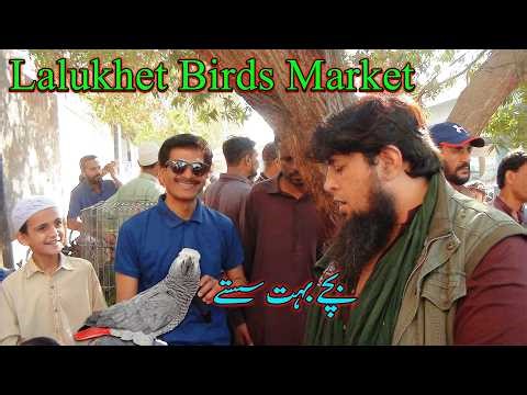 Lalukhet Exotic Parrots and Rare Birds Market Karachi 1-3-2026 Latest Update in Urdu | سوق الطيور