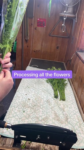 This is called processing:) we cut all the stems and give them fresh water. Clean them up a bit #flowerfarming #floristinutah #weddingvenueutah #floristinutah #farmingflowers