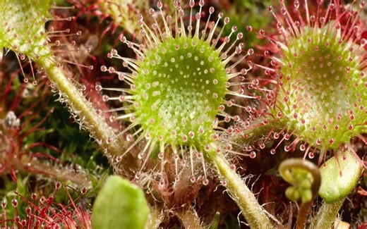 【纪录片】植物王国 第二集 植物的秘密【双语特效字幕】【纪录片之家字幕组】