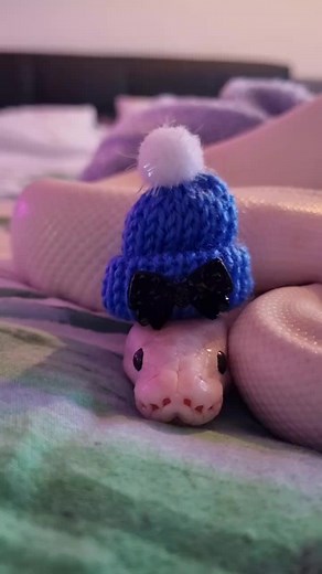 Adorable Teenie Weenie Beanie Snake Wearing a Hat!