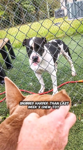 6.3K views · 348 reactions | Invisible to hoomans again  Someone adopt this sad cow  #adoptdontshop #betrayed #rescuedismyfavoritebreed | Mike Young | Facebook