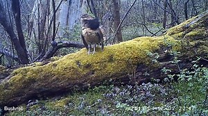 1.2K views · 481 reactions | See how the signature drumming display...