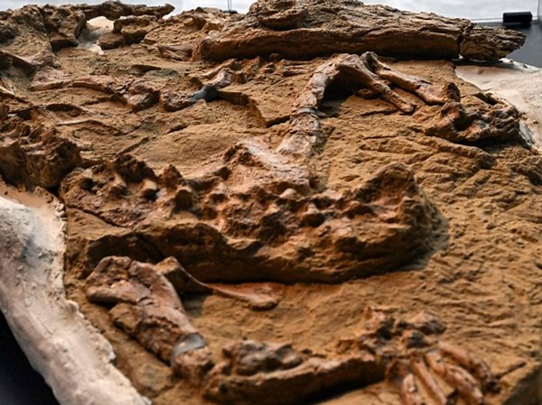 Crocodile fossil: paleontologists unveil special find